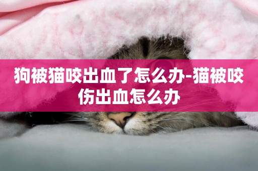 狗被貓咬出血了怎么辦-貓被咬傷出血怎么辦