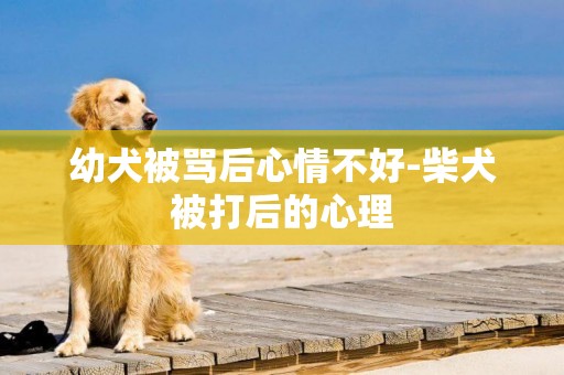 幼犬被罵后心情不好-柴犬被打后的心理
