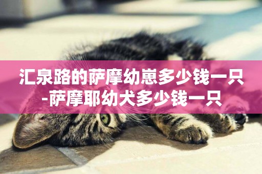 匯泉路的薩摩幼崽多少錢一只-薩摩耶幼犬多少錢一只