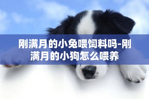 剛滿月的小兔喂飼料嗎-剛滿月的小狗怎么喂養