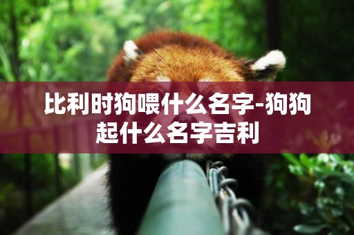 比利時狗喂什么名字-狗狗起什么名字吉利