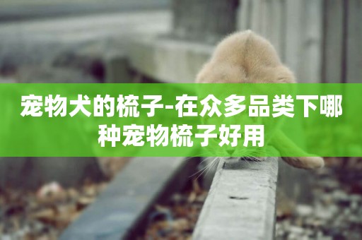 寵物犬的梳子-在眾多品類下哪種寵物梳子好用