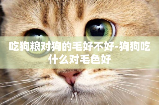 吃狗糧對狗的毛好不好-狗狗吃什么對毛色好