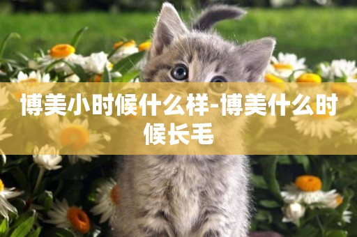 博美小時候什么樣-博美什么時候長毛