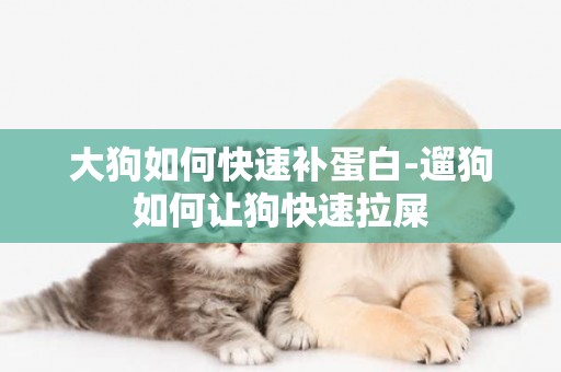 大狗如何快速補蛋白-遛狗如何讓狗快速拉屎