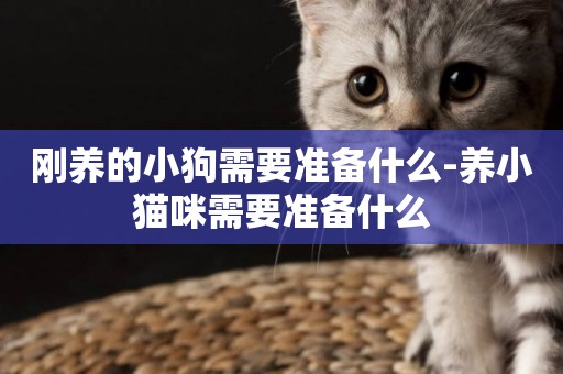剛養的小狗需要準備什么-養小貓咪需要準備什么