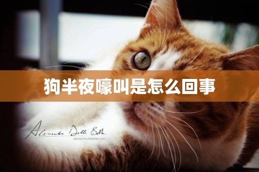 狗半夜嚎叫是怎么回事