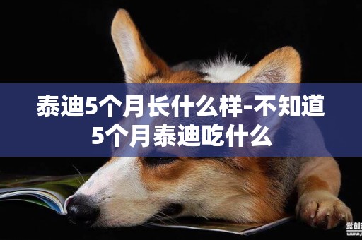 泰迪5個月長什么樣-不知道5個月泰迪吃什么