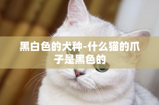 黑白色的犬種-什么貓的爪子是黑色的