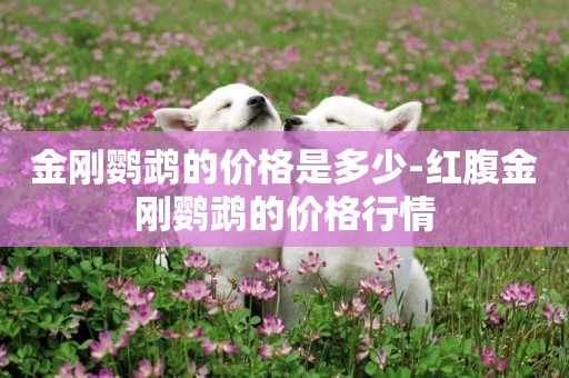 金剛鸚鵡的價格是多少-紅腹金剛鸚鵡的價格行情