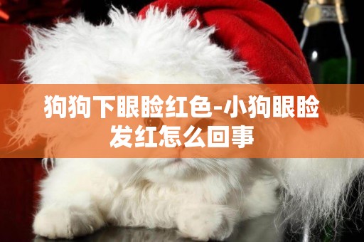狗狗下眼瞼紅色-小狗眼瞼發紅怎么回事