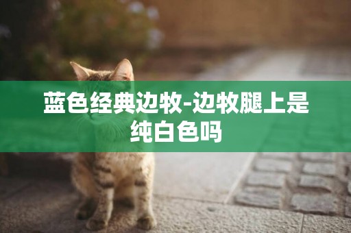 藍色經典邊牧-邊牧腿上是純白色嗎