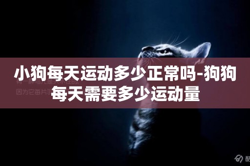 小狗每天運動多少正常嗎-狗狗每天需要多少運動量