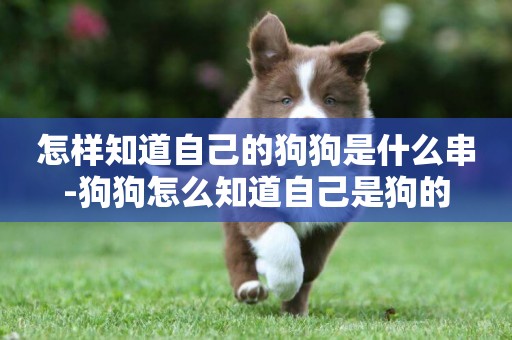怎樣知道自己的狗狗是什么串-狗狗怎么知道自己是狗的