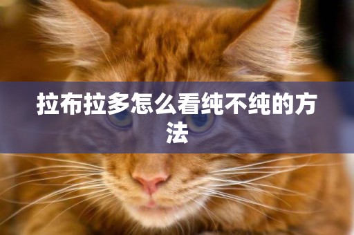 拉布拉多怎么看純不純的方法