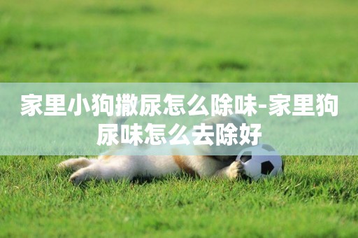 家里小狗撒尿怎么除味-家里狗尿味怎么去除好