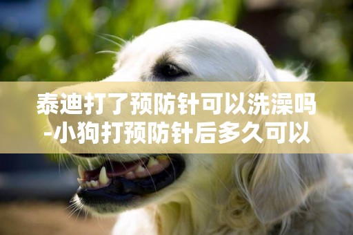 泰迪打了預防針可以洗澡嗎-小狗打預防針后多久可以洗澡