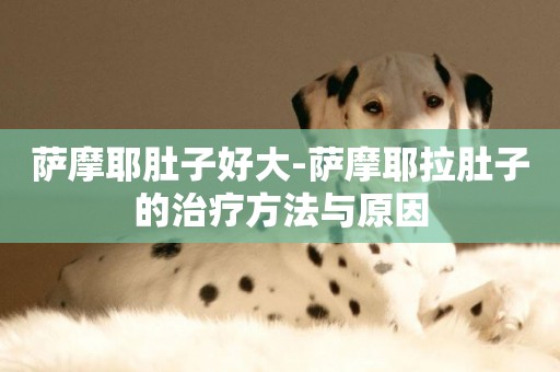 薩摩耶肚子好大-薩摩耶拉肚子的治療方法與原因
