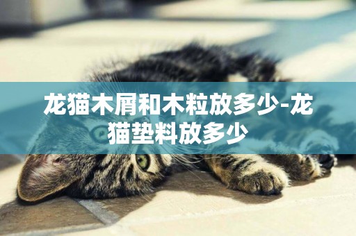 龍貓木屑和木粒放多少-龍貓墊料放多少