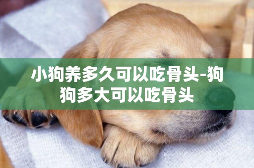 小狗養多久可以吃骨頭-狗狗多大可以吃骨頭