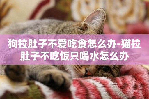 狗拉肚子不愛吃食怎么辦-貓拉肚子不吃飯只喝水怎么辦