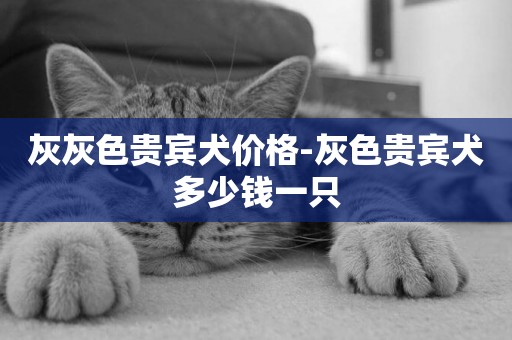 灰灰色貴賓犬價格-灰色貴賓犬多少錢一只