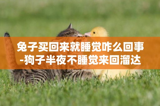 兔子買回來就睡覺咋么回事-狗子半夜不睡覺來回溜達咋回事