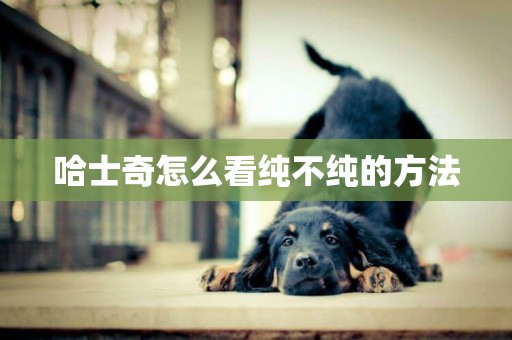 哈士奇怎么看純不純的方法