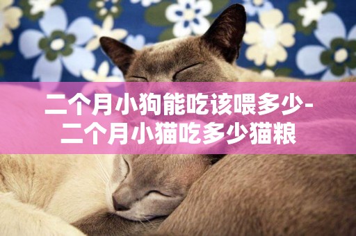 二個月小狗能吃該喂多少-二個月小貓吃多少貓糧