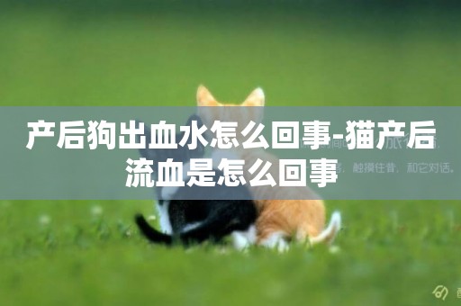 產后狗出血水怎么回事-貓產后流血是怎么回事