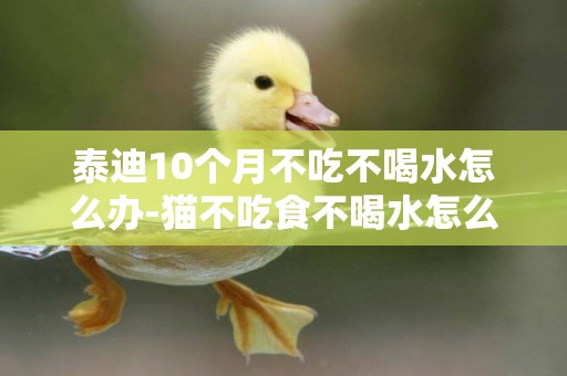 泰迪10個月不吃不喝水怎么辦-貓不吃食不喝水怎么辦