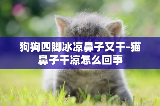 狗狗四腳冰涼鼻子又干-貓鼻子干涼怎么回事