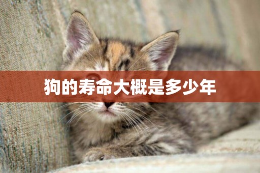 狗的壽命大概是多少年