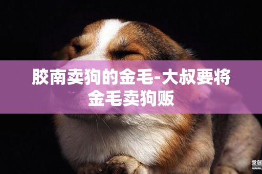 膠南賣狗的金毛-大叔要將金毛賣狗販