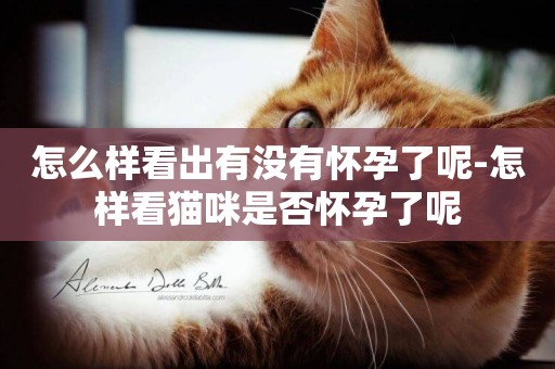 怎么樣看出有沒有懷孕了呢-怎樣看貓咪是否懷孕了呢