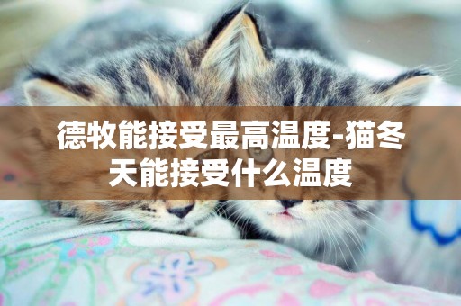 德牧能接受最高溫度-貓冬天能接受什么溫度