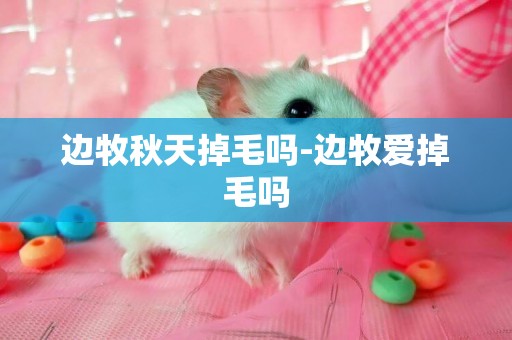 邊牧秋天掉毛嗎-邊牧愛掉毛嗎