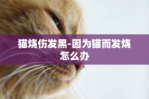 貓燒傷發黑-因為貓而發燒怎么辦