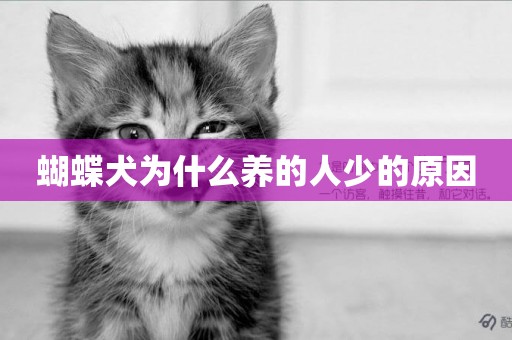 蝴蝶犬為什么養的人少的原因