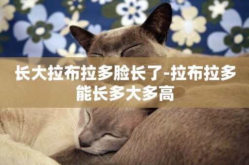 長大拉布拉多臉長了-拉布拉多能長多大多高