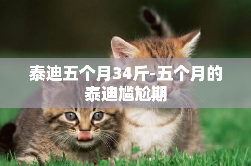泰迪五個月34斤-五個月的泰迪尷尬期