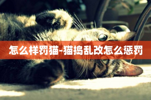 怎么樣罰貓-貓搗亂改怎么懲罰