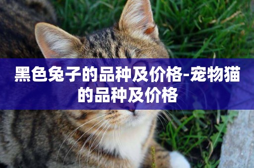 黑色兔子的品種及價格-寵物貓的品種及價格