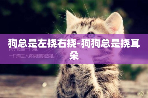 狗總是左撓右撓-狗狗總是撓耳朵