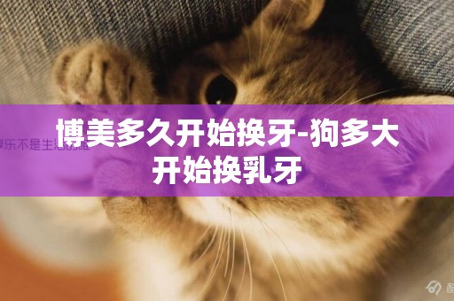 博美多久開始換牙-狗多大開始換乳牙