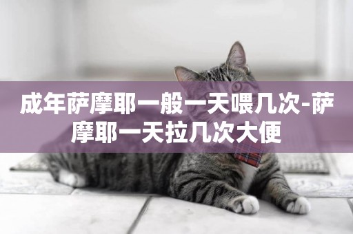 成年薩摩耶一般一天喂幾次-薩摩耶一天拉幾次大便
