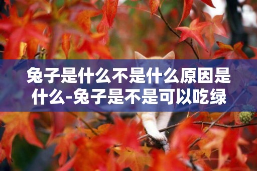 兔子是什么不是什么原因是什么-兔子是不是可以吃綠蘿的葉子