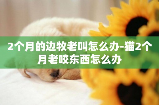 2個月的邊牧老叫怎么辦-貓2個月老咬東西怎么辦