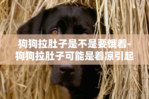 狗狗拉肚子是不是要餓著-狗狗拉肚子可能是著涼引起