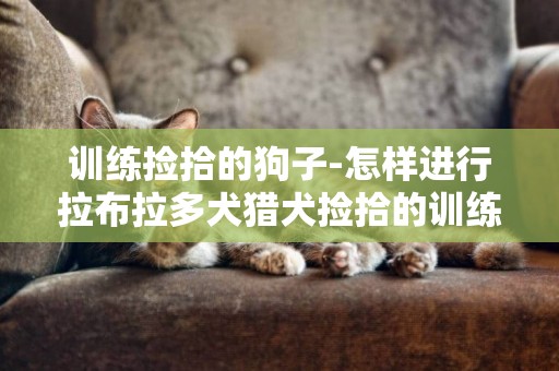 訓練撿拾的狗子-怎樣進行拉布拉多犬獵犬撿拾的訓練